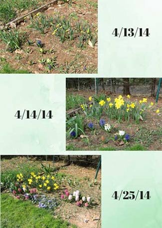 Our garden burst to life overnight and continued to flourish in spite of the cold.