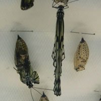 chrysalises