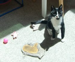 Pipsfavoritethings
