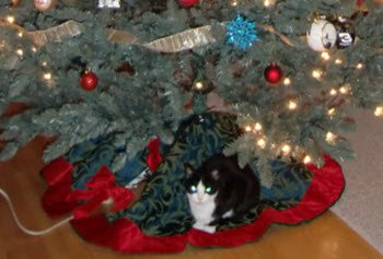 Pets are Gifts
